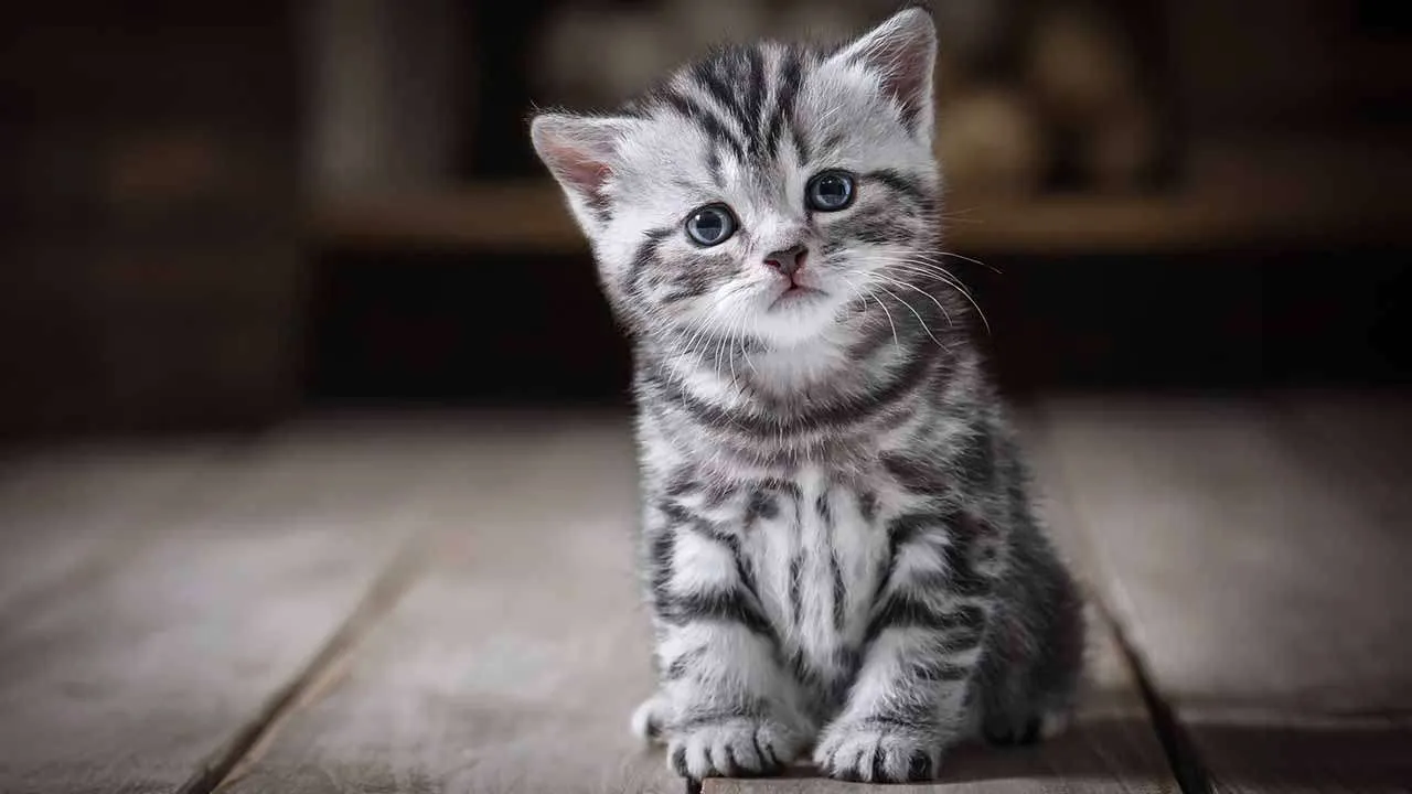 Cute Kittens Being Adorable and a Hilarious Surprise Ending - FurBallFun