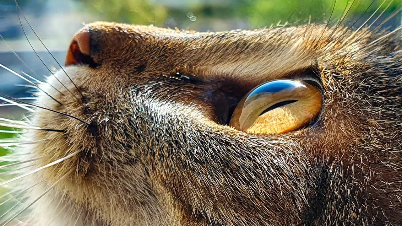 15 Captivating Images of Cats with Beautiful Eyes - FurBallFun