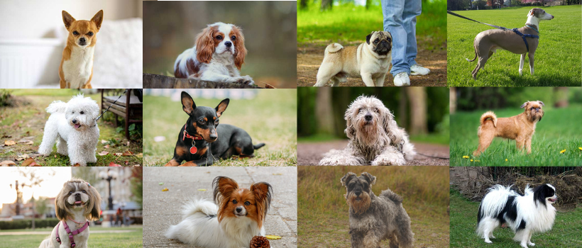 ALL THINGS DOG