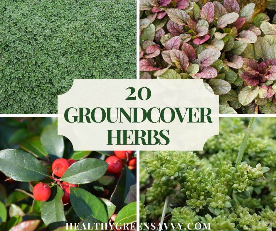 Growing Food & Vegetable Gardening