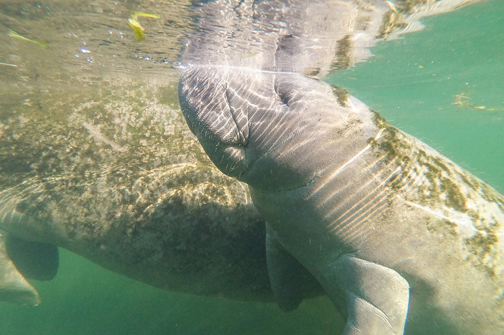 Florida's Best-Kept Secret: 15 Crystal River Adventures You Haven't Tried Yet