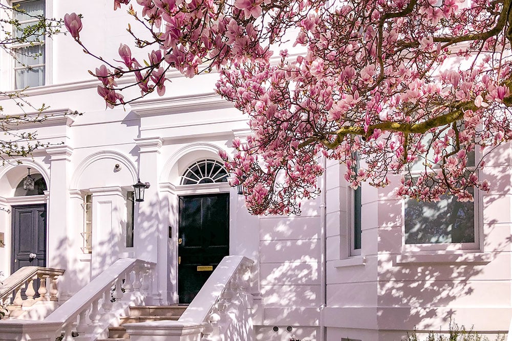 Your Perfect London Blossom Trail: When and Where to Find Nature's Pink Paradise