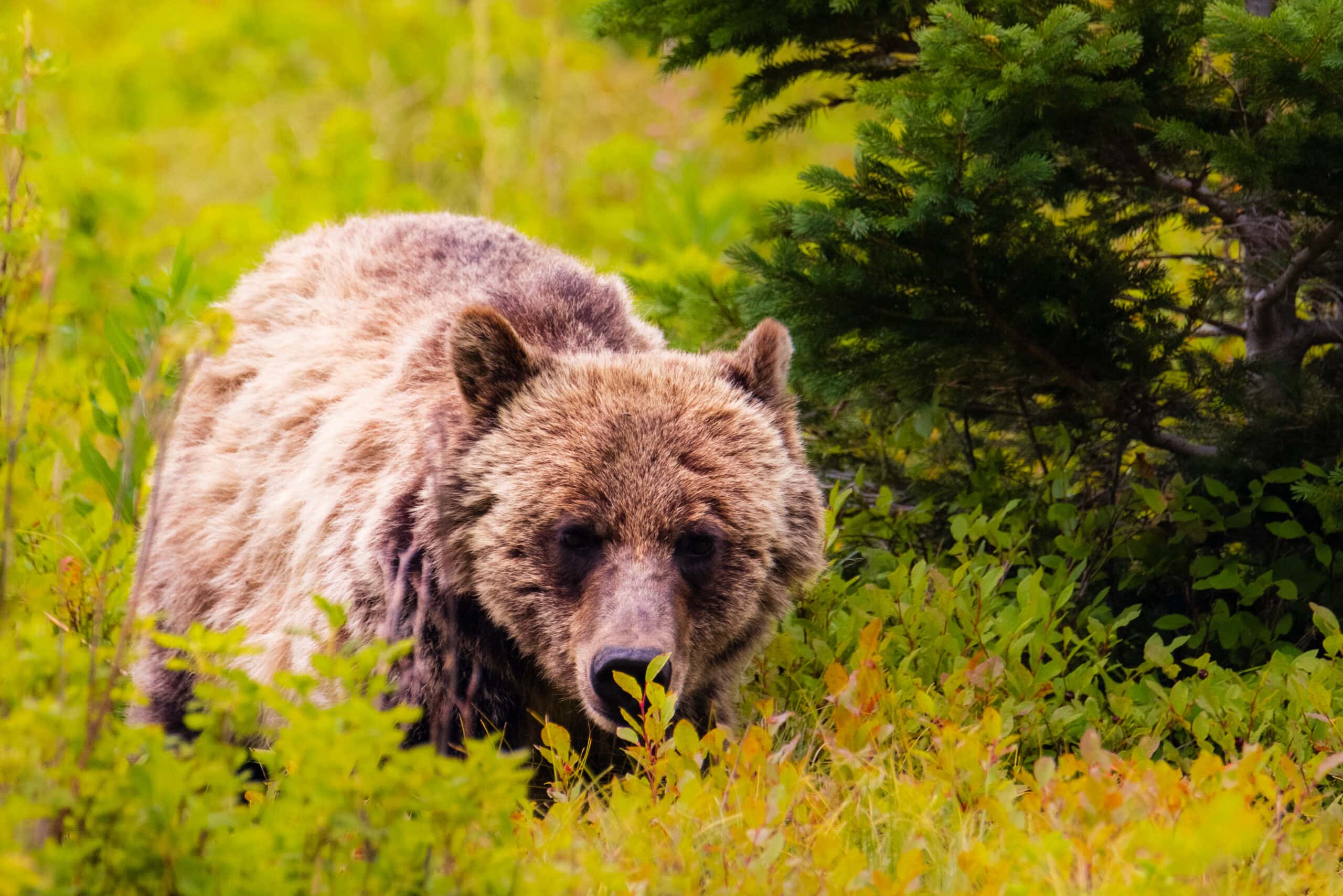 Wildlife - PNW - cover
