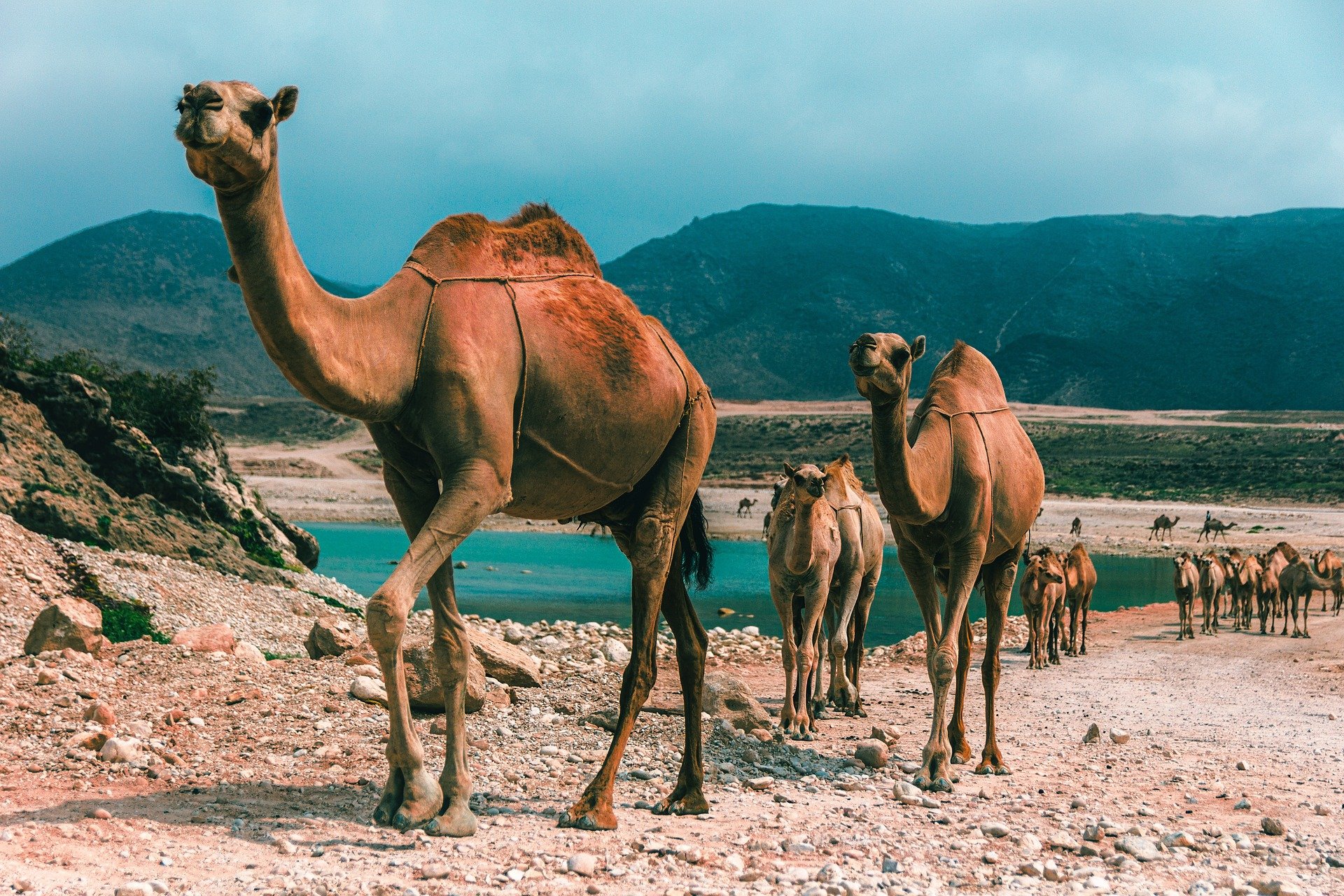 Zest For Africa & Middle East Travel - cover